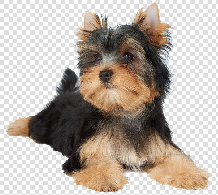 Dogs Png Photo   Dog Laying Png  Transparent PngTransparent PNG