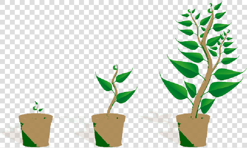    Sapling  Plant  Growing  Seedling  Growth  Potted   Getting To Know Plants  HD Png DownloadTransparent PNG
