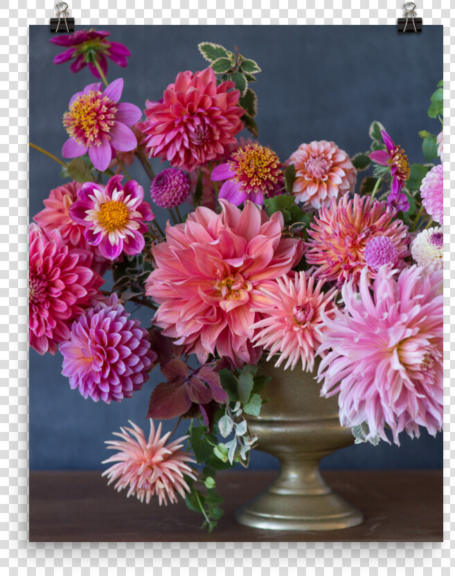 Transparent Pink Curtain Png   Chrysanths  Png DownloadTransparent PNG