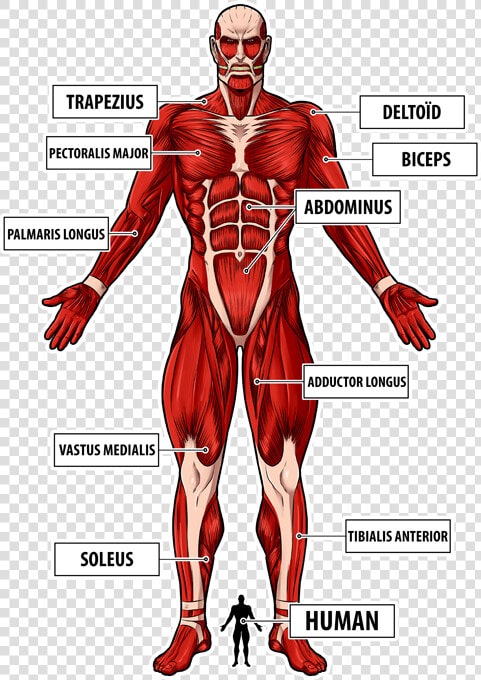 Attack On Titan Titan Full Body  HD Png DownloadTransparent PNG