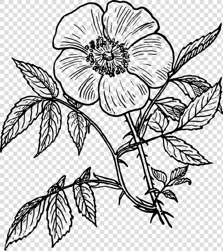 Free Drawing At Getdrawings   Flowering Plants Black And White  HD Png DownloadTransparent PNG