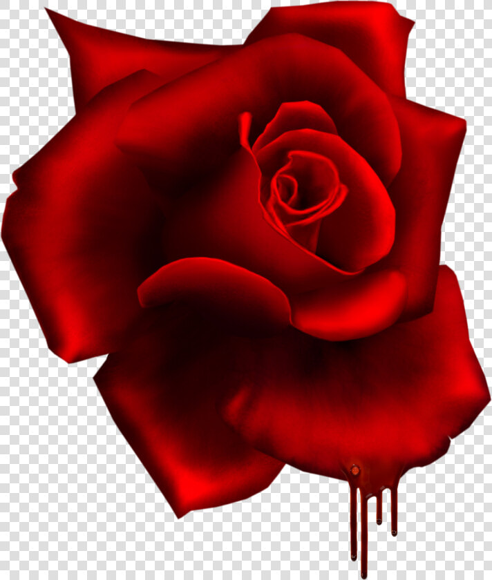 Moma  Red Roses  Decoration  Clip Art  Beautiful Flowers    Rose Render  HD Png DownloadTransparent PNG
