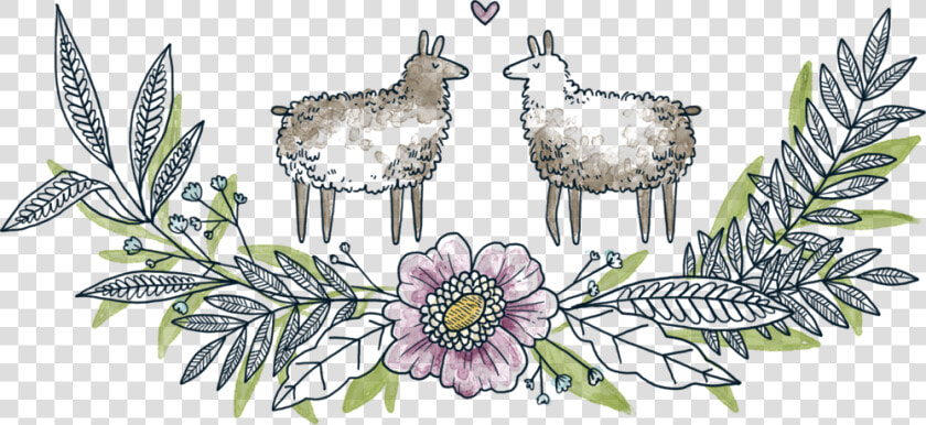 Llama Pasture   African Daisy  HD Png DownloadTransparent PNG