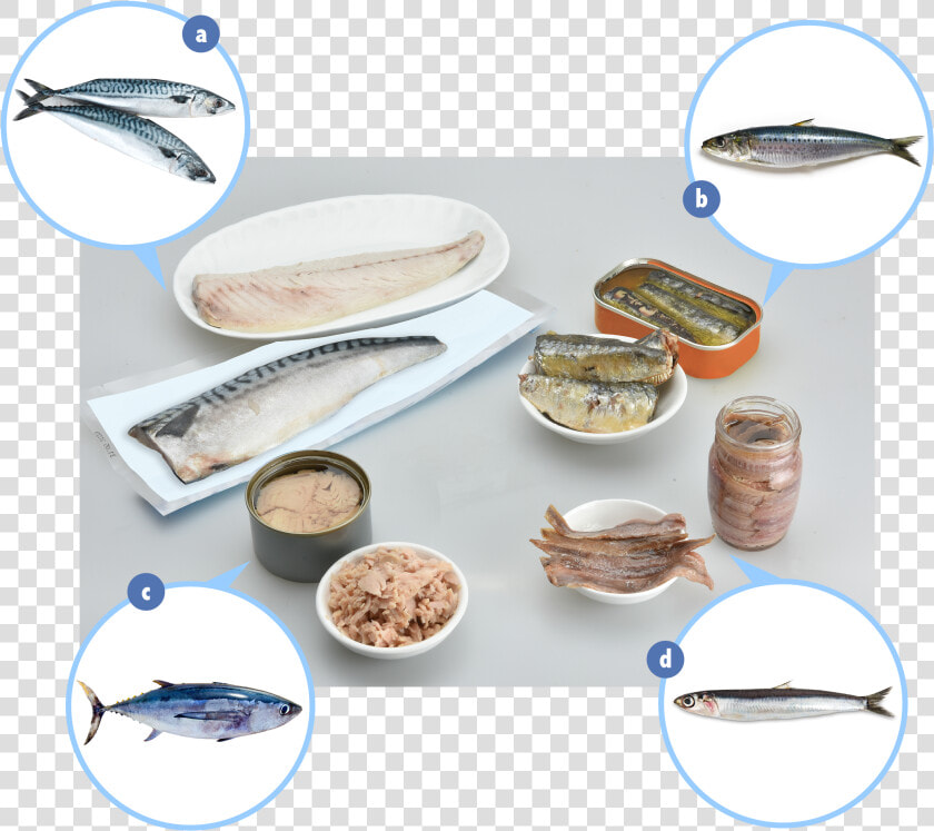 Examples Of Fish Which Contain Elevated Levels Of Naturally   Ceramic  HD Png DownloadTransparent PNG