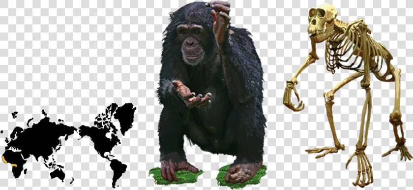 Chimpanzee Worksheet  HD Png DownloadTransparent PNG