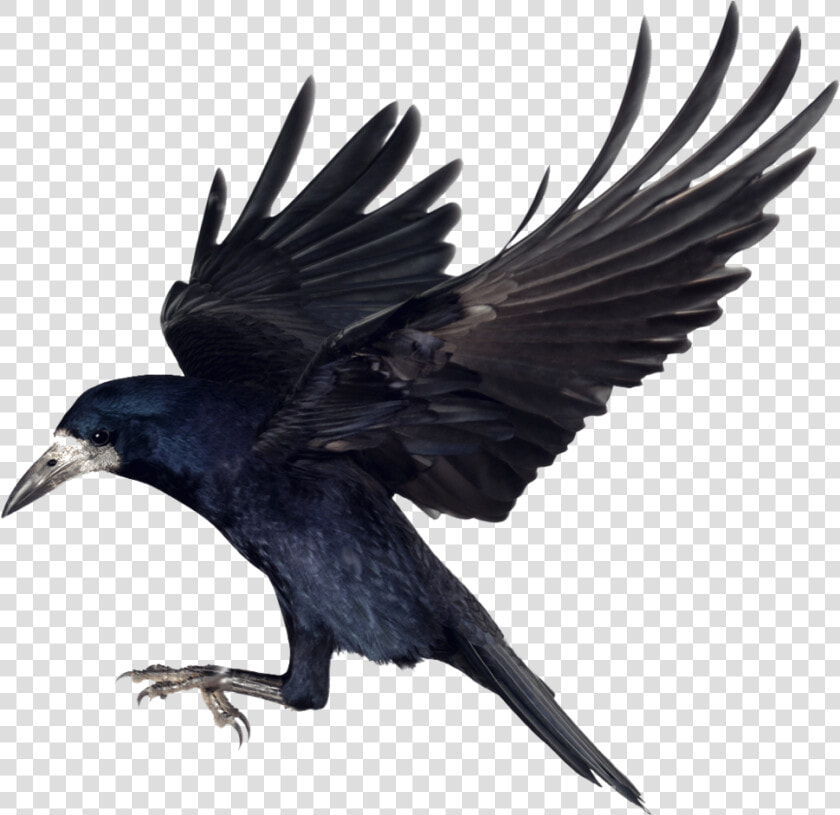 Crow Png Clipart   Carrion Crow Png  Transparent PngTransparent PNG