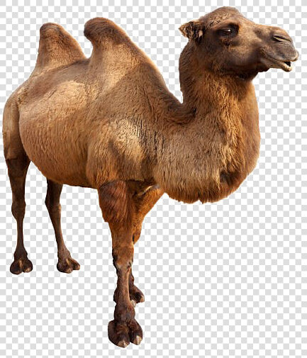 Camel Png Free Background   Animals In Danger Book  Transparent PngTransparent PNG