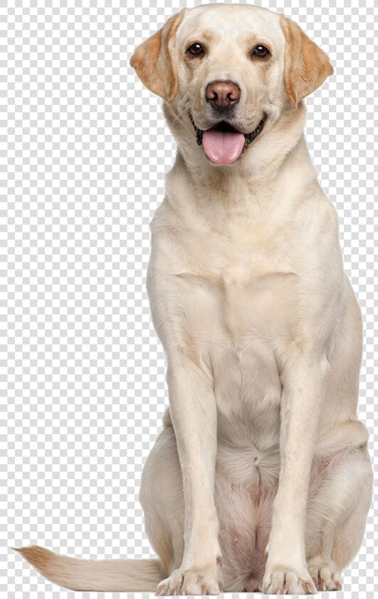 Labrador Retriever Png High quality Image   Labrador Adult  Transparent PngTransparent PNG