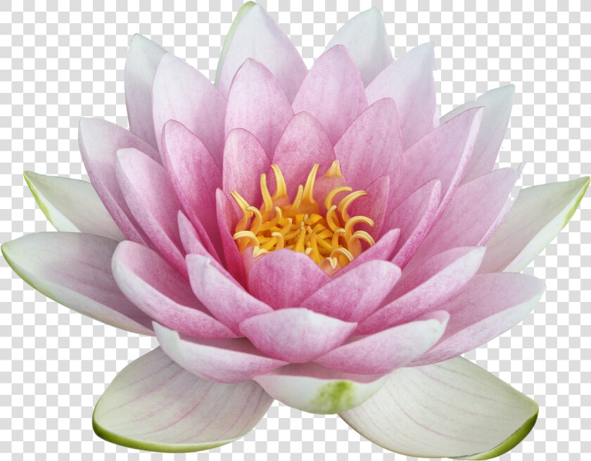 Lotus Png Image   Lotus  png  Transparent PngTransparent PNG