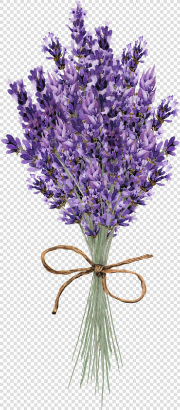 Clip Art Lavender Flower   Lavender Flower Paintings  HD Png DownloadTransparent PNG