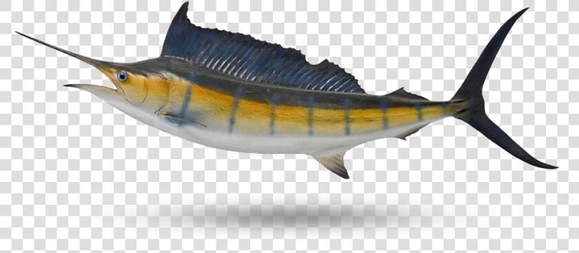 Sailfish   Atlantic Blue Marlin  HD Png DownloadTransparent PNG