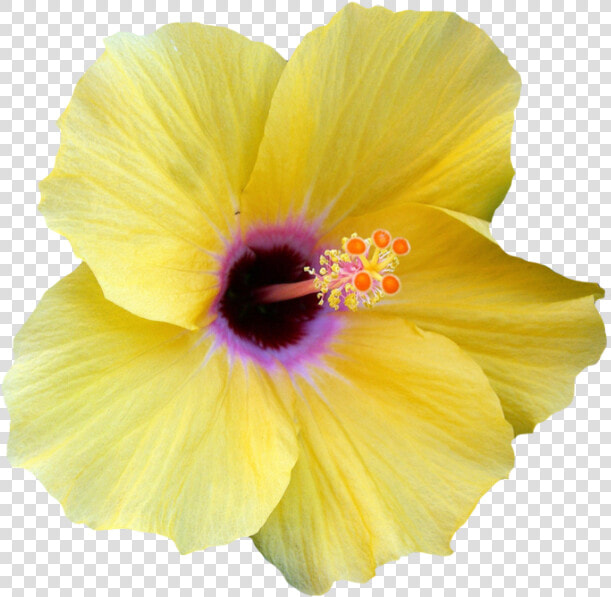 Transparent Hibiscus Border Png   Yellow Transparent Hibiscus Flower  Png DownloadTransparent PNG
