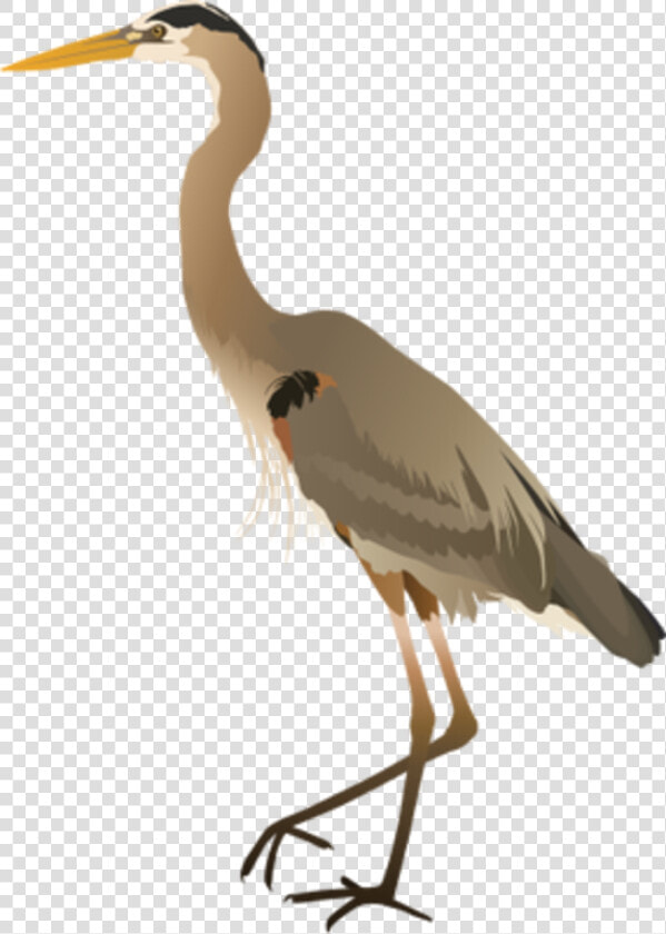 Great Blue Heron  HD Png DownloadTransparent PNG