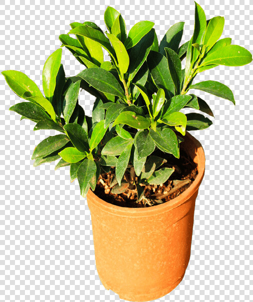 Flowerpot  HD Png DownloadTransparent PNG