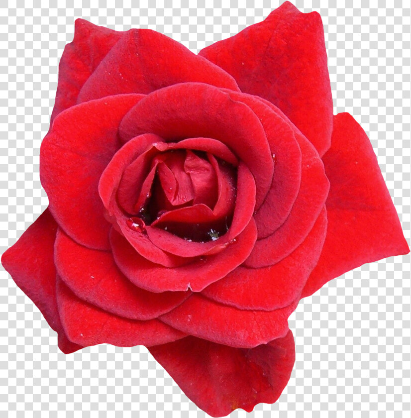 Red Rose Flower Png Image   Red Rose Flower Png  Transparent PngTransparent PNG