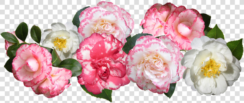 Transparent Japanese Flowers Png   Camellia Cut Out  Png DownloadTransparent PNG