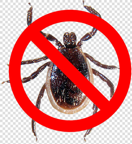 Tick Spray   Hornet  HD Png DownloadTransparent PNG