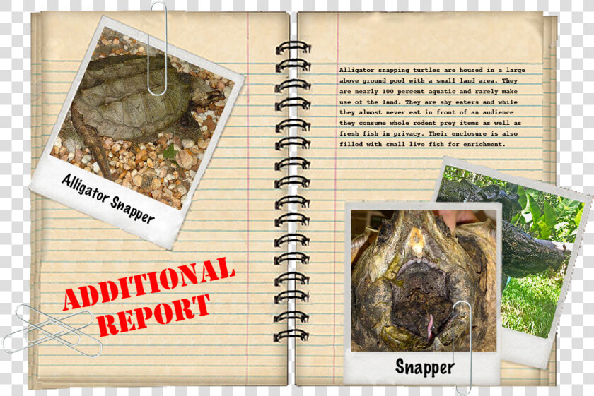 Additional Report   Book Cover  HD Png DownloadTransparent PNG