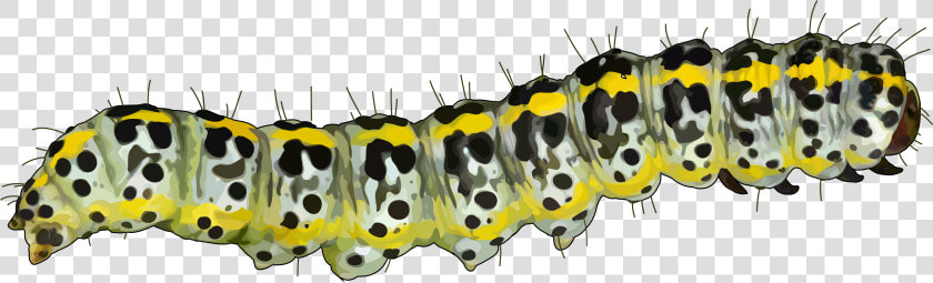 Caterpillar Mopane Worm Pest Educational Technology   Caterpillar Png  Transparent PngTransparent PNG