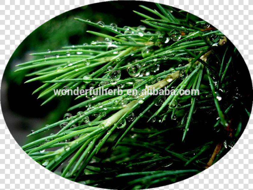 Transparent Pine Needles Png   Evergreen  Png DownloadTransparent PNG