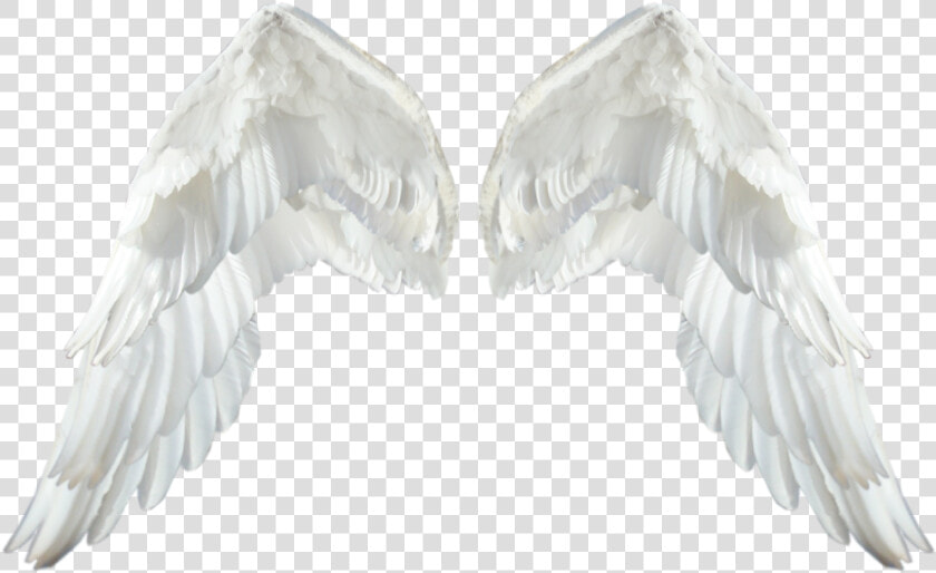 Realistic Angel Wings Transparent Png   White Wings Png  Png DownloadTransparent PNG