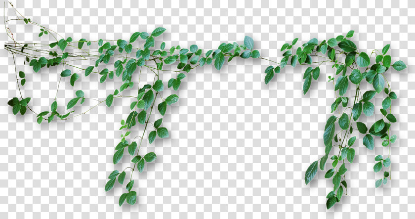 Vines Png   Transparent Background Vines Png  Png DownloadTransparent PNG