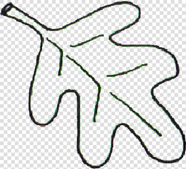 Leaf Bw   Oak Leaf Line Art  HD Png DownloadTransparent PNG