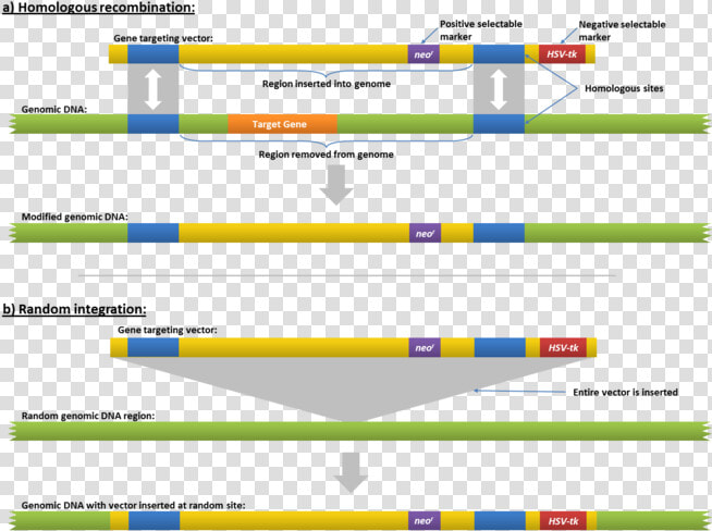 Homologous Recombination Gene Insertion  HD Png DownloadTransparent PNG