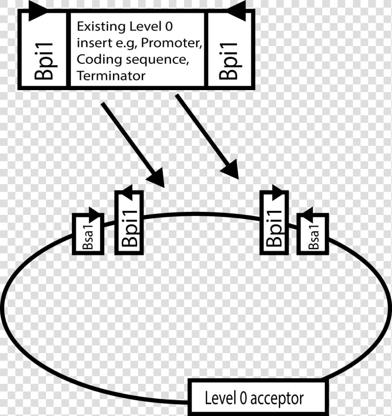 Golden Gate Cloning Level 1  HD Png DownloadTransparent PNG