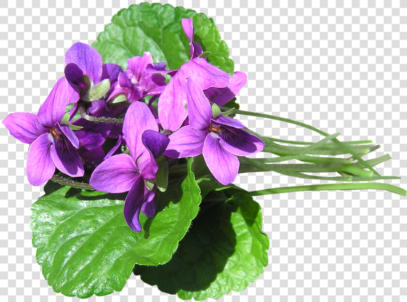Violetas Png  Transparent PngTransparent PNG