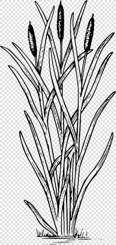 Drawing Cattail Clip Art Image   Cattail Clipart  HD Png DownloadTransparent PNG