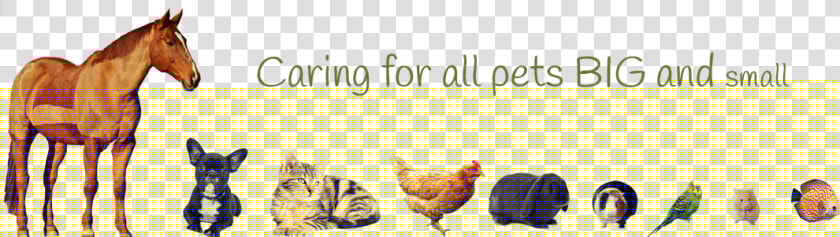 Caring For Pets Big And Small   Pets Big To Small  HD Png DownloadTransparent PNG