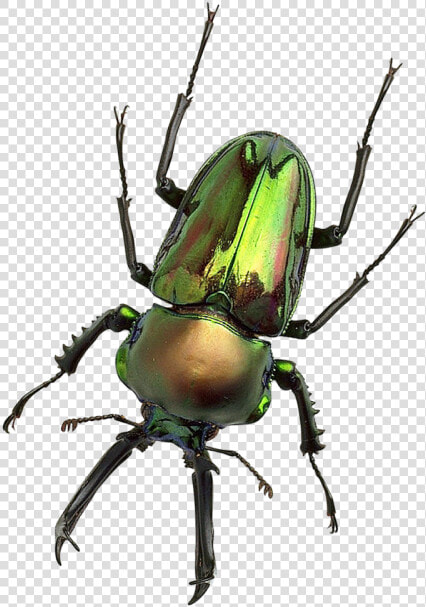 Bug Png Transparent Image   Transparent Background Bug Png  Png DownloadTransparent PNG