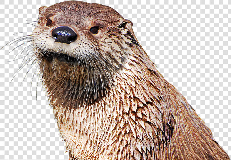 Clipart Free Transparent Animal Sea Otter   Transparent Background Sea Otter Png  Png DownloadTransparent PNG