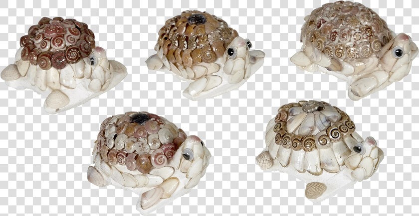 Turtle Umbonium Shell Novelty   Tortoise  HD Png DownloadTransparent PNG