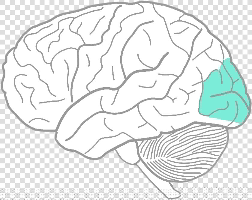 Pencil Drawing In Human Brain   Transparent Cartoons   Brain Outline With Lobes  HD Png DownloadTransparent PNG