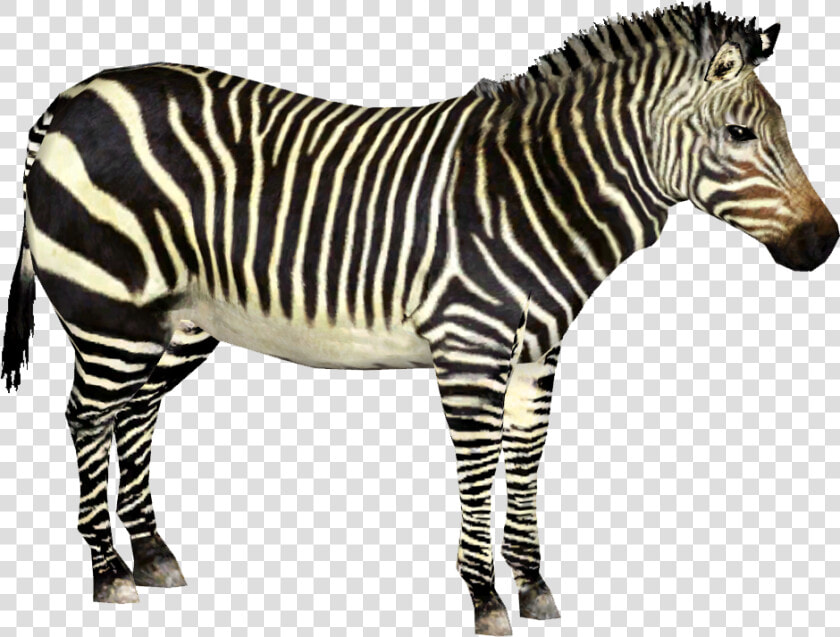Quagga   Zoo Tycoon Zebra  HD Png DownloadTransparent PNG