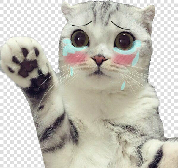  cat  cry  crycat  sad  sadcat   Transparent Sad Crying Cat Png  Png DownloadTransparent PNG