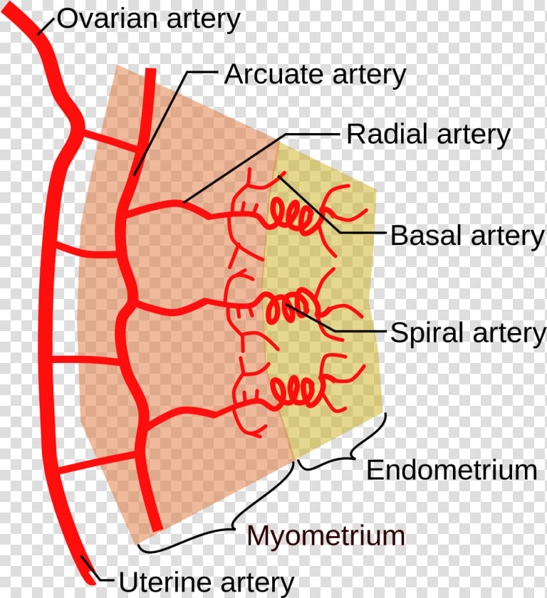 Spiral Arteries  HD Png DownloadTransparent PNG