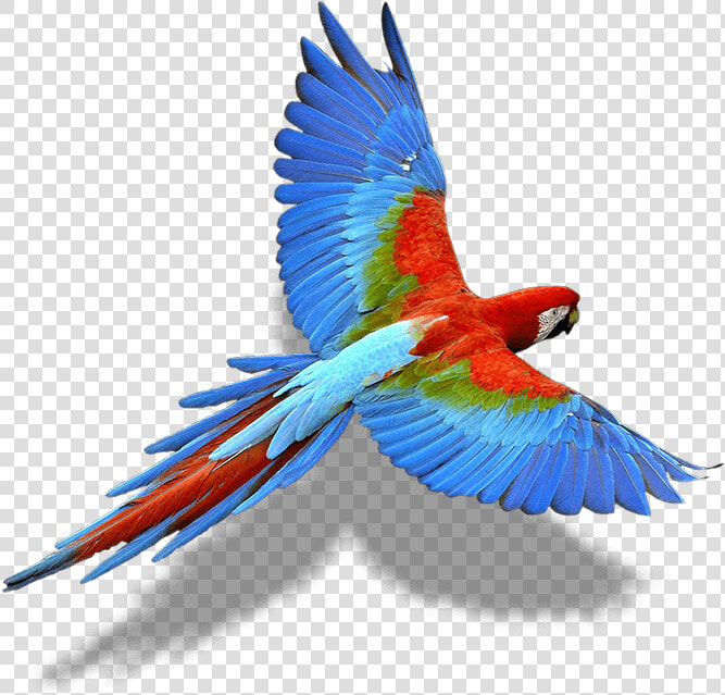 Transparent Bird Wing Png   Colorful Flying Birds Png  Png DownloadTransparent PNG