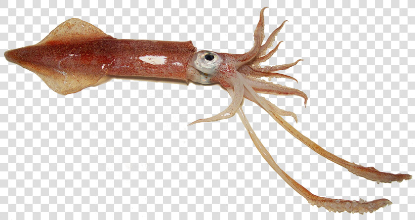 Examples Of Squid   Png Download  Transparent PngTransparent PNG