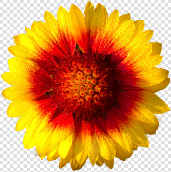 Gazania Hd   Flower White Background Free  HD Png DownloadTransparent PNG