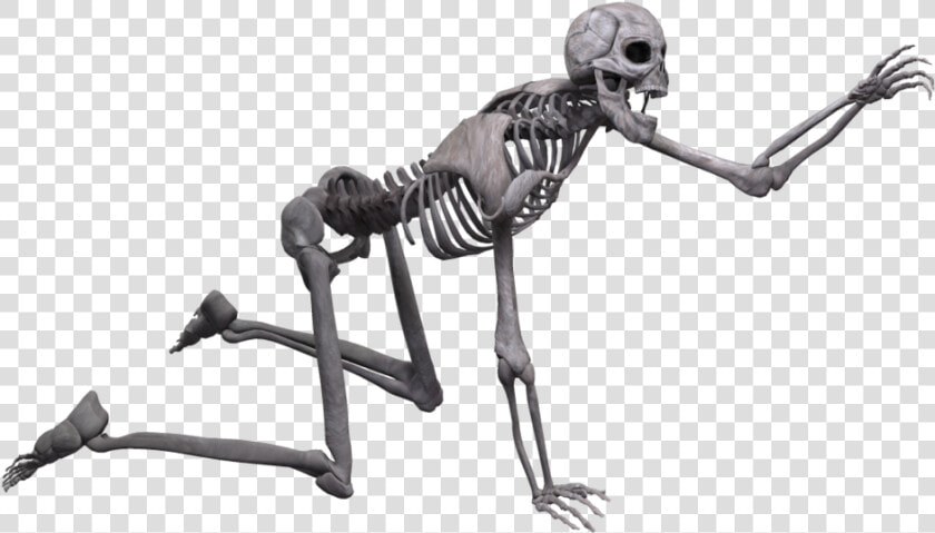 Full Body Skeleton Png Picture   Skeleton Transparent  Png DownloadTransparent PNG