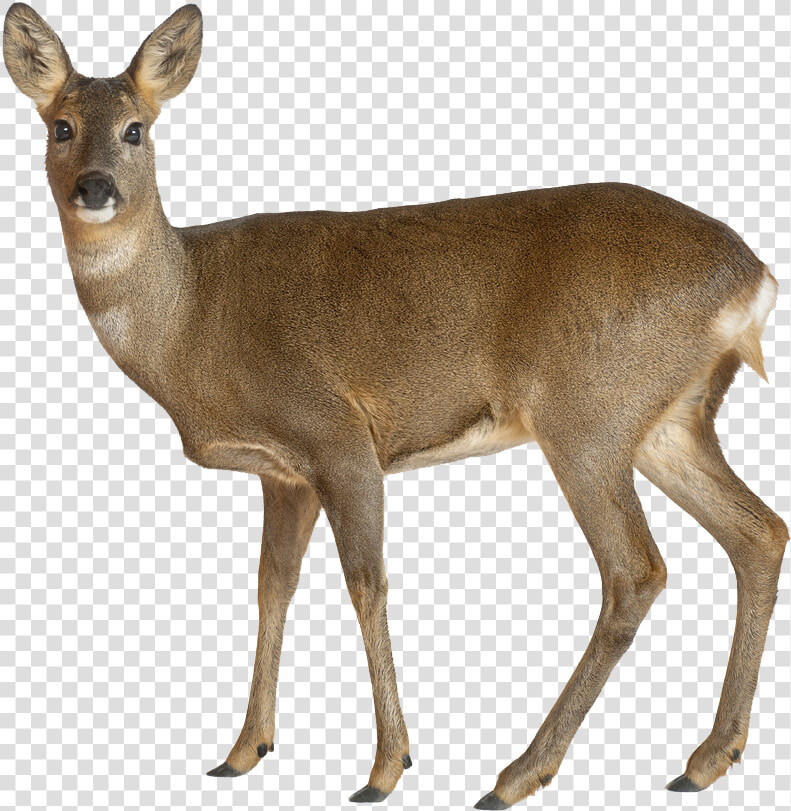 White Tailed Deer On White Background  HD Png DownloadTransparent PNG
