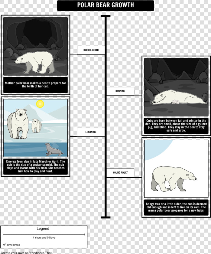 Etapas De Crecimiento Del Oso Polar  HD Png DownloadTransparent PNG