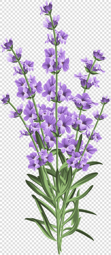 Lavender Flower Transparent Png Clip Art   Lavender White Background  Png DownloadTransparent PNG