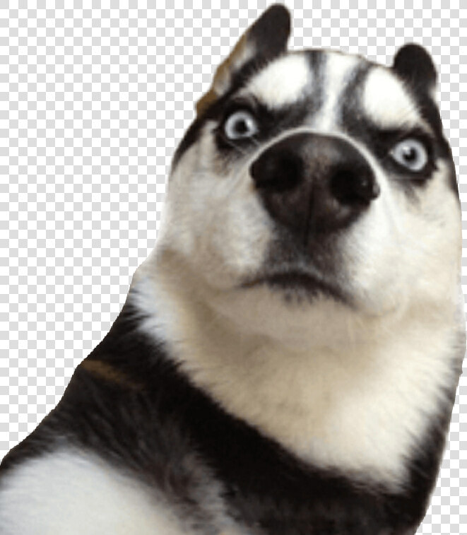  husky  dog  funny   Funny Photos For Whatsapp Stickers  HD Png DownloadTransparent PNG