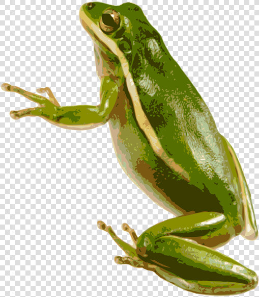 Green Frog Png   Green Tree Frog Transparent  Png DownloadTransparent PNG