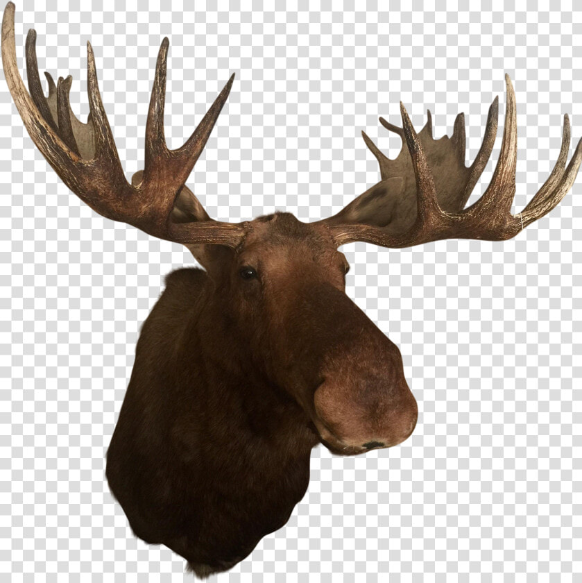 Deer Elk Alaska Moose Antler Trophy Hunting   Moose Antlers Png  Transparent PngTransparent PNG