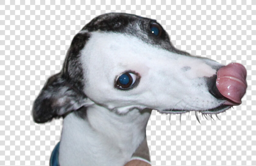 Whippet  HD Png DownloadTransparent PNG
